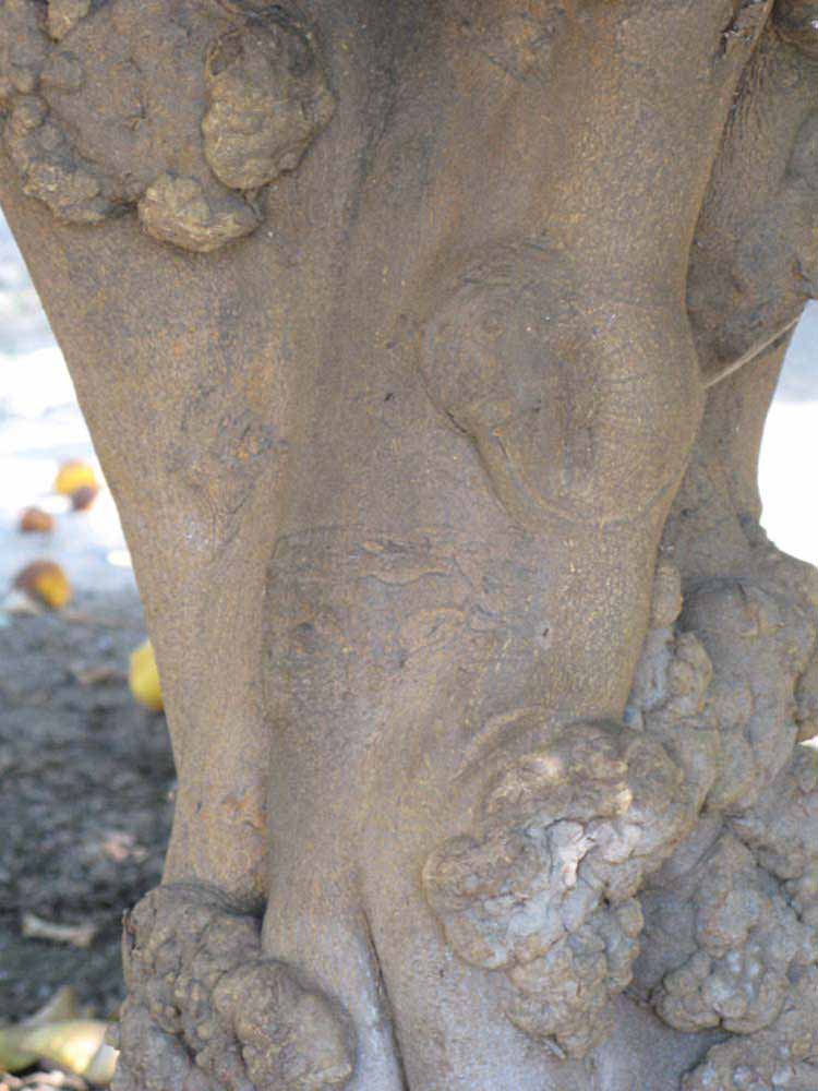            Bark (South African, Riverside, CA)   